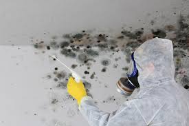 Best Comprehensive Air Testing for Mold Contaminants  in Jackson Center, OH